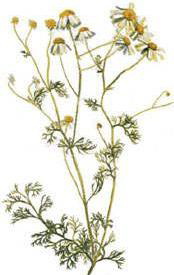  (Matricaria chamomilla)