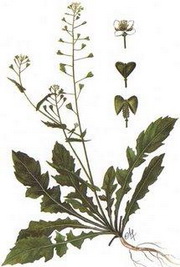   (Capsella bursa-pastoris)